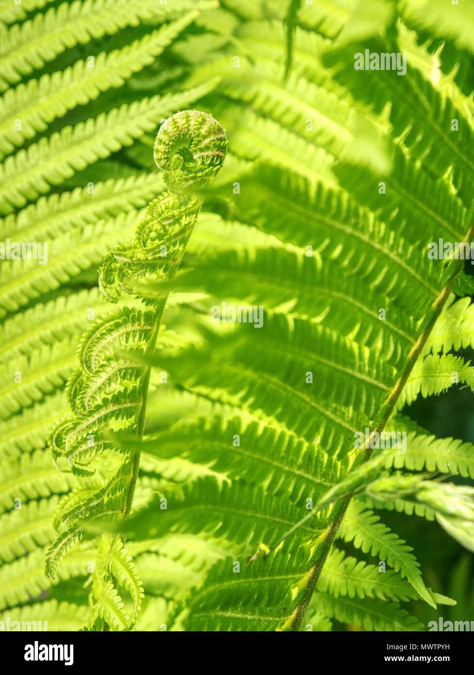 Nephrolepis exaltata. The Sword Fern - a species of fern in the family Lomariopsidaceae. Curly green fern leaves in spring forest with sunrise as natu Stock Photo
