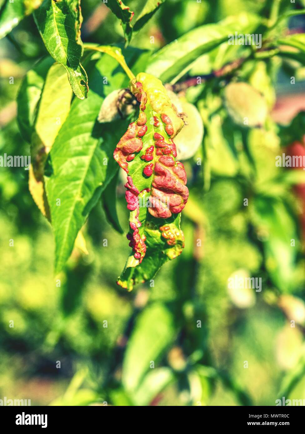 Peach leaves with leaf curl (Taphrina deformans) disease. Branch of peach with defected leaves. Stock Photo
