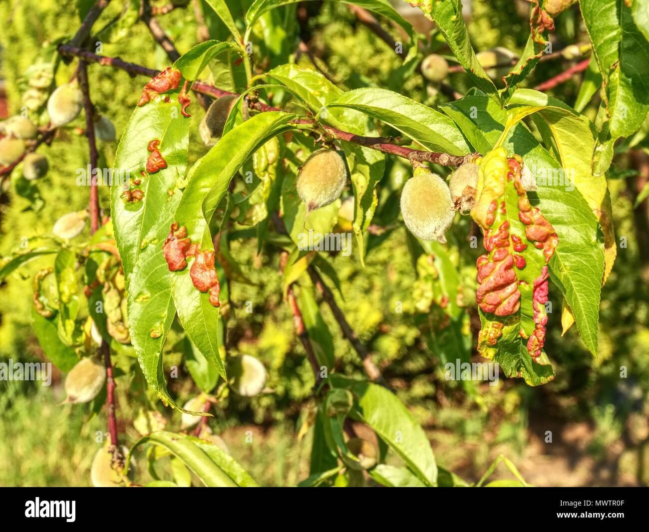 Peach leaves with leaf curl (Taphrina deformans) disease. Branch of peach with defected leaves