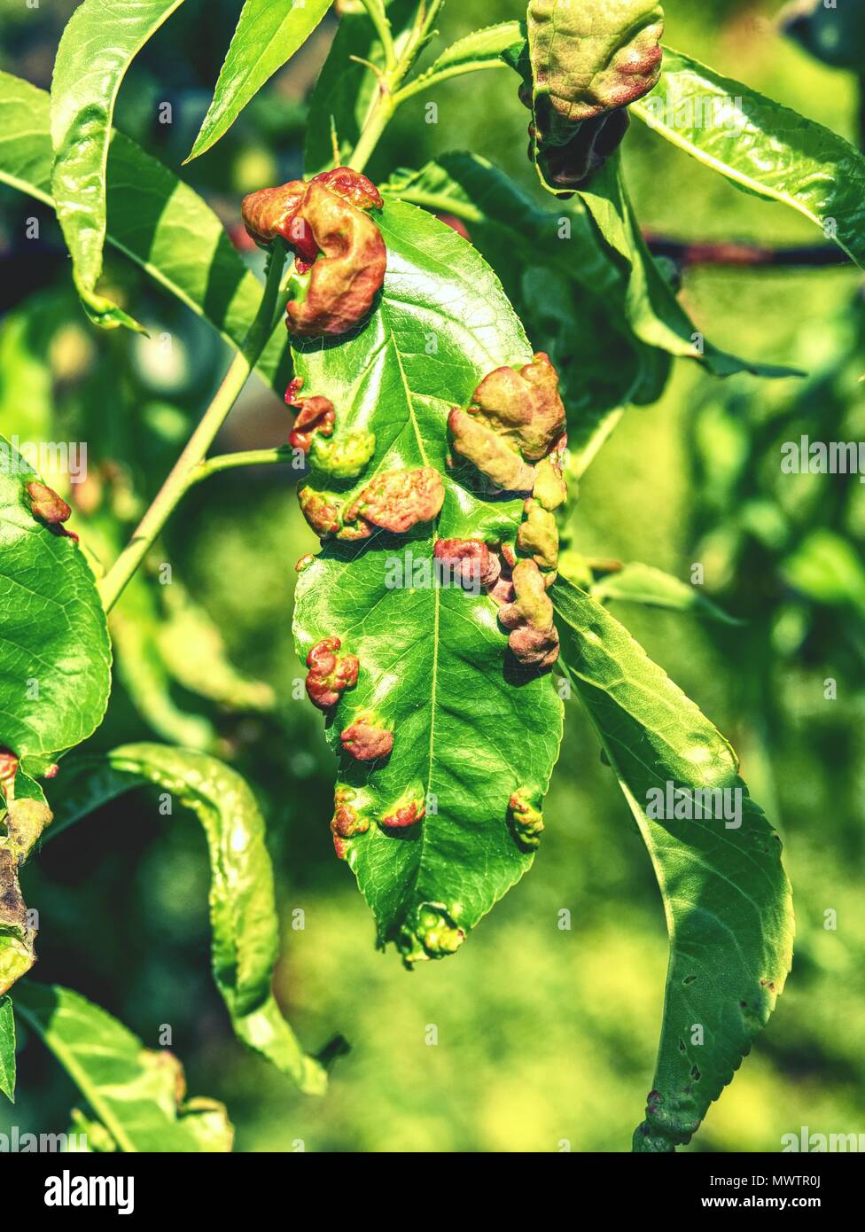 peach tree leaves curling