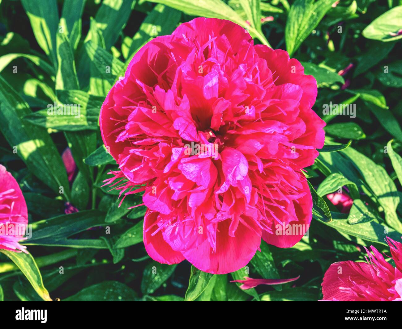 Peony flower blooming. Pink peonies flowers in rich blossom on