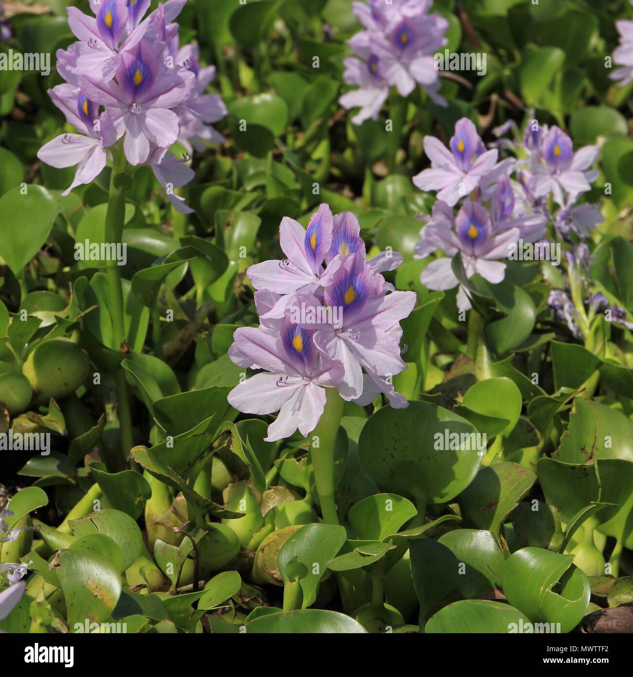 Pretty water hyacinths growing at Begnas lake, lake near Pokhara, Nepal ...