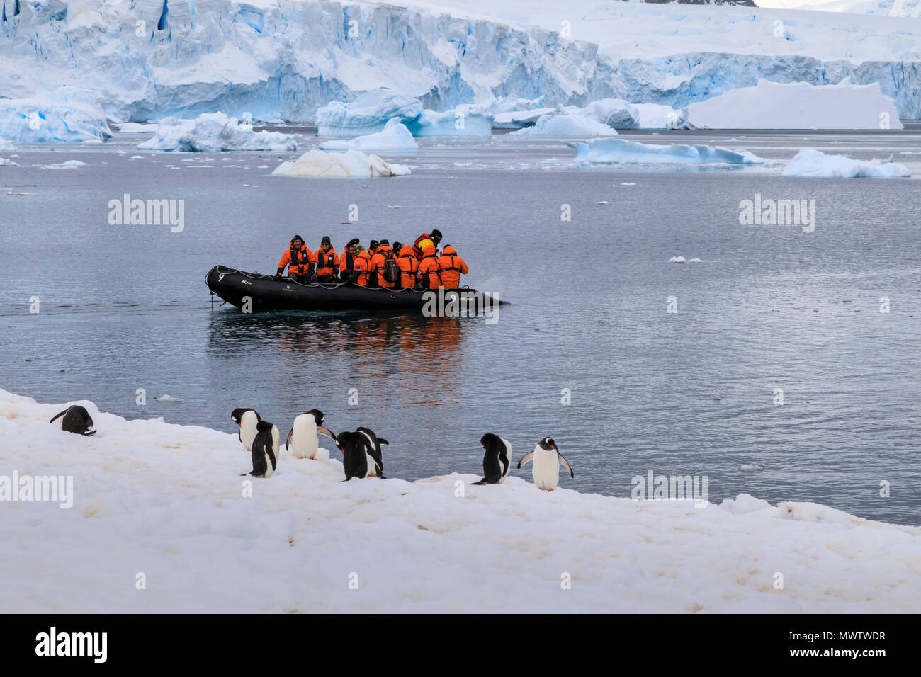 Gentoo penguins (Pygoscelis papua) and tourists on a zodiac, Cuverville Island, Antarctic Peninsula, Antarctica, Polar Regions Stock Photo