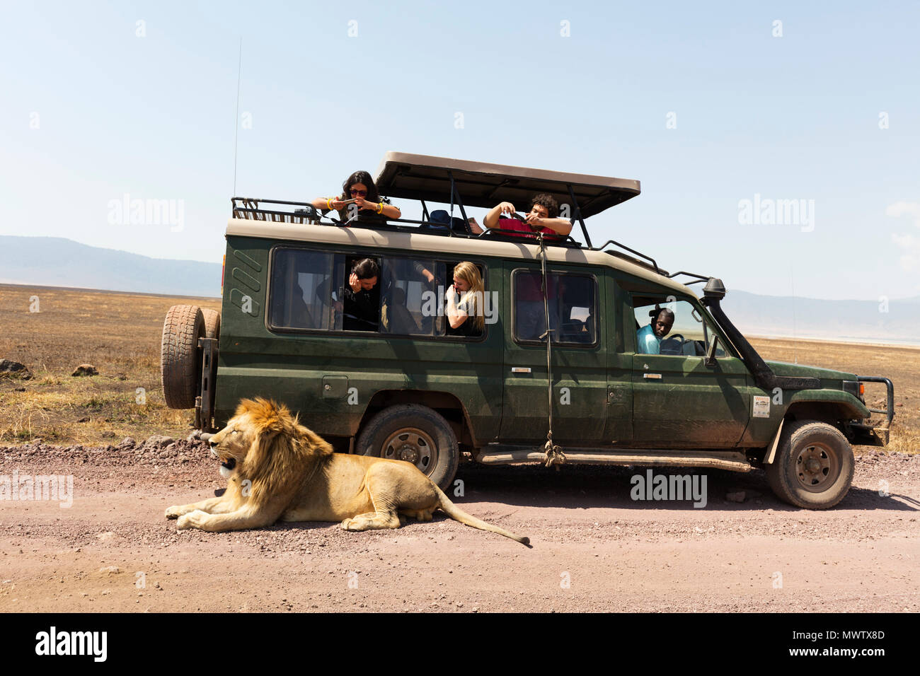 Tourists on a game drive watching a lion (Panthera leo), Ngorongoro Crater Conservation Area, UNESCO, Tanzania, East Africa, Africa Stock Photo