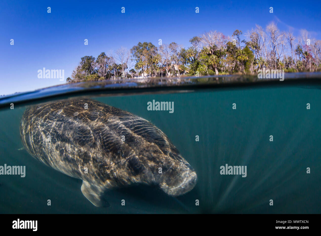 West Indian manatee (Trichechus manatus), half above and half below, Homosassa Springs, Florida, United States of America, North America Stock Photo