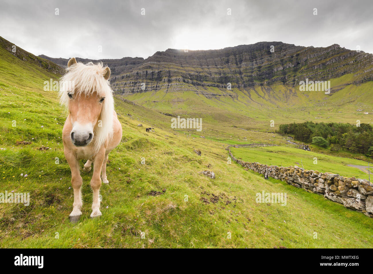 Horse in green meadows, Kunoy Island, Nordoyar, Faroe Islands, Denmark, Europe Stock Photo