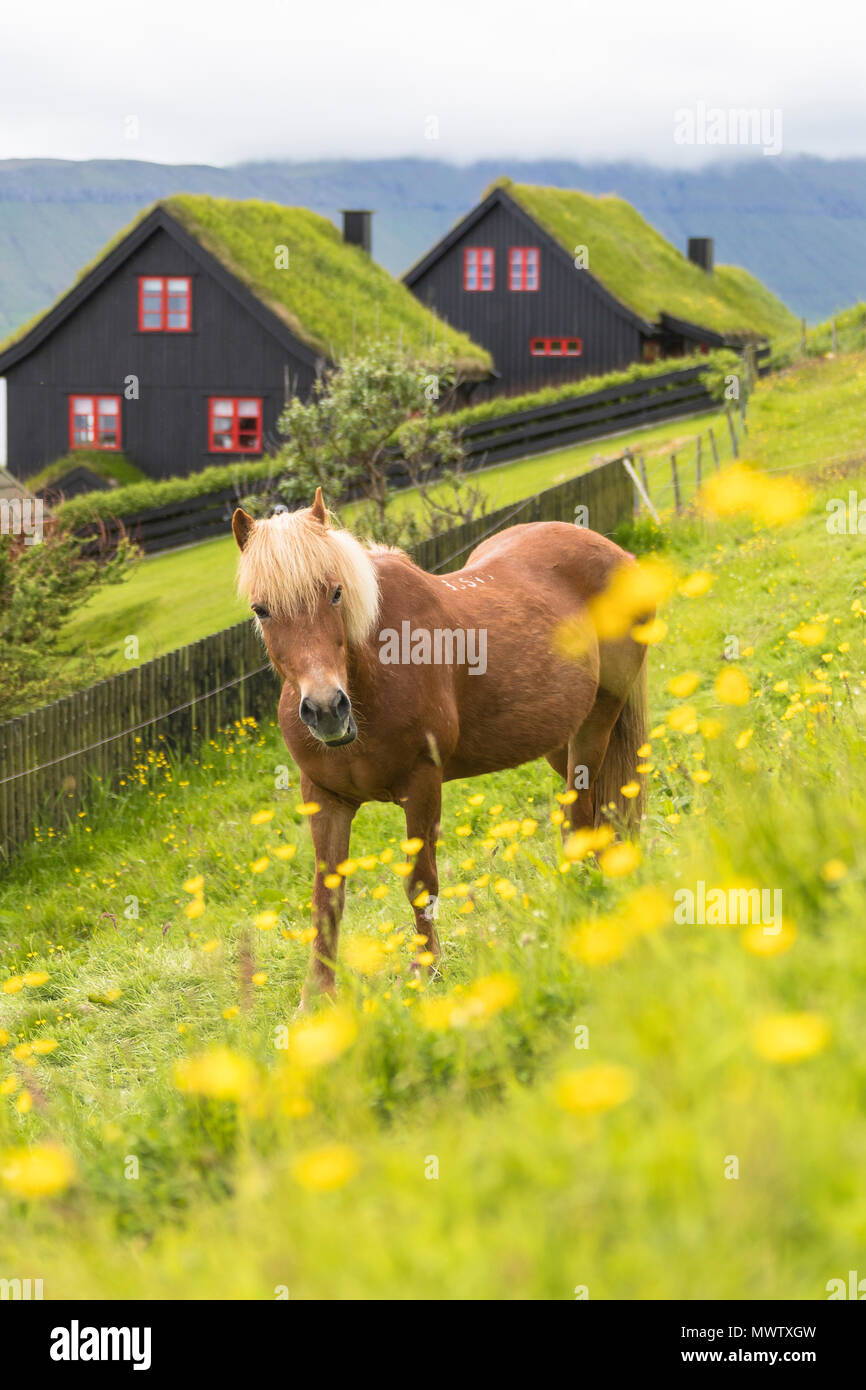 Horse in green meadows, Kirkjubour, Streymoy island, Faroe Islands, Denmark, Europe Stock Photo