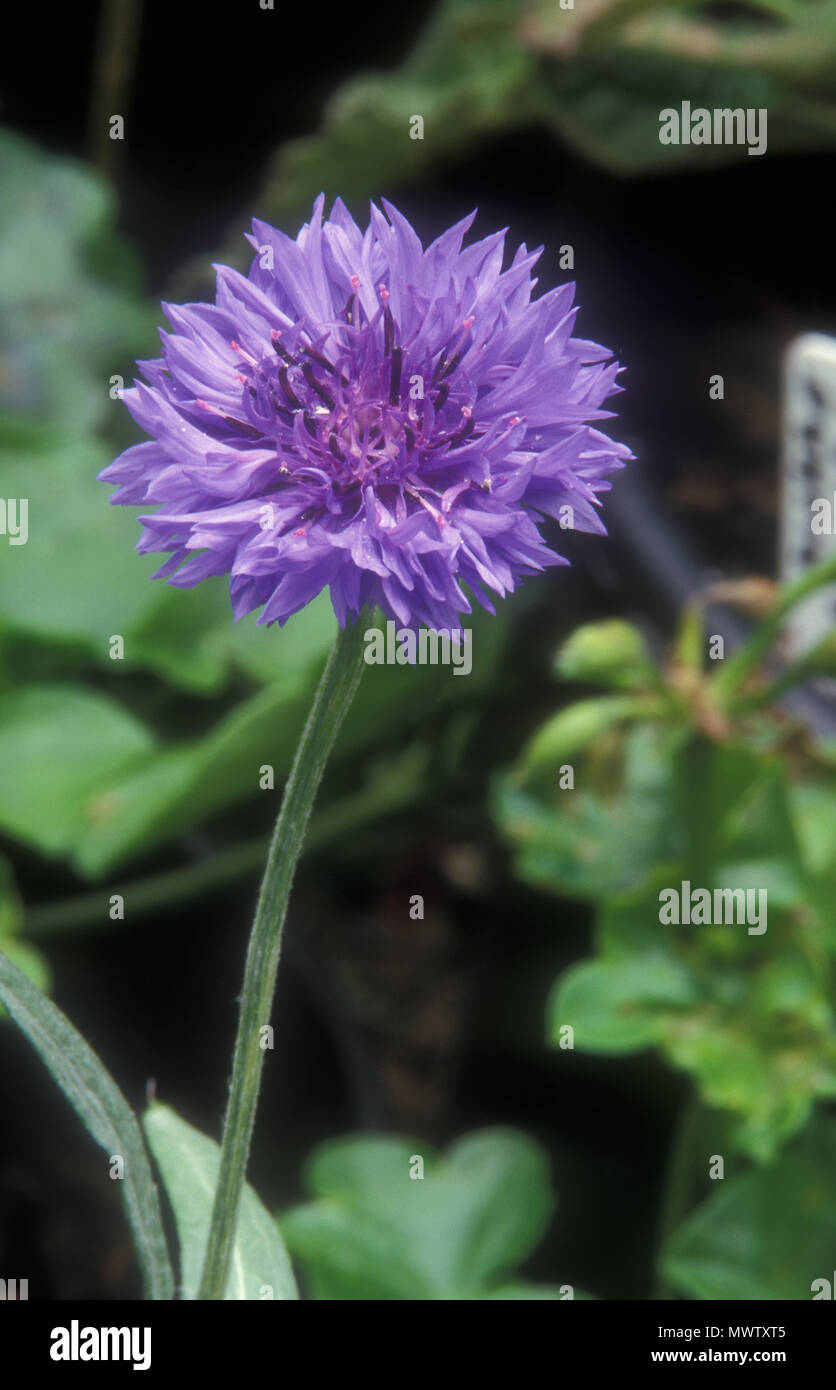 CENTAUREA CYANUS 'BLUE BALL' (COMMON NAMES, CORNFLOWER OR BLUEBOTTLE FLOWER) Stock Photo