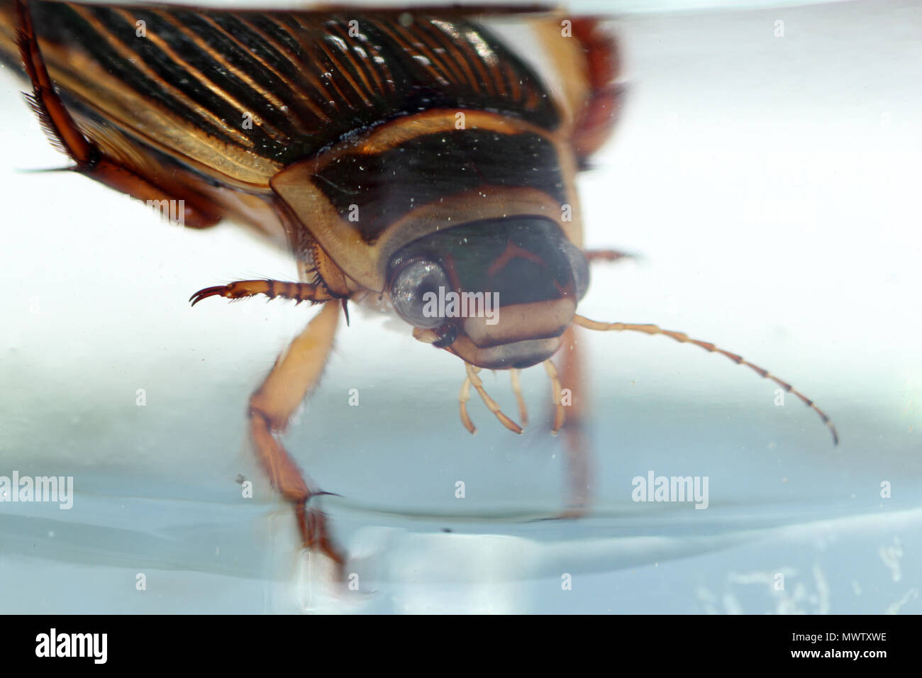 Great diving beetle Stock Photo