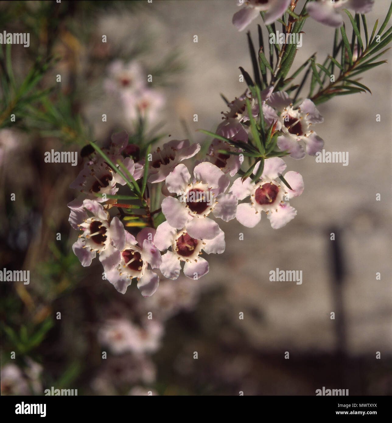 GERALDTON WAX FLOWER (CHAMAELAUCIUM UNCINATUM Stock Photo Alamy