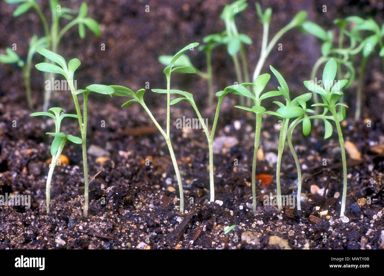 CRESS SEEDLINGS 'PERFECTION CURLEY' (LEPIDIUM SATIVUM) Stock Photo