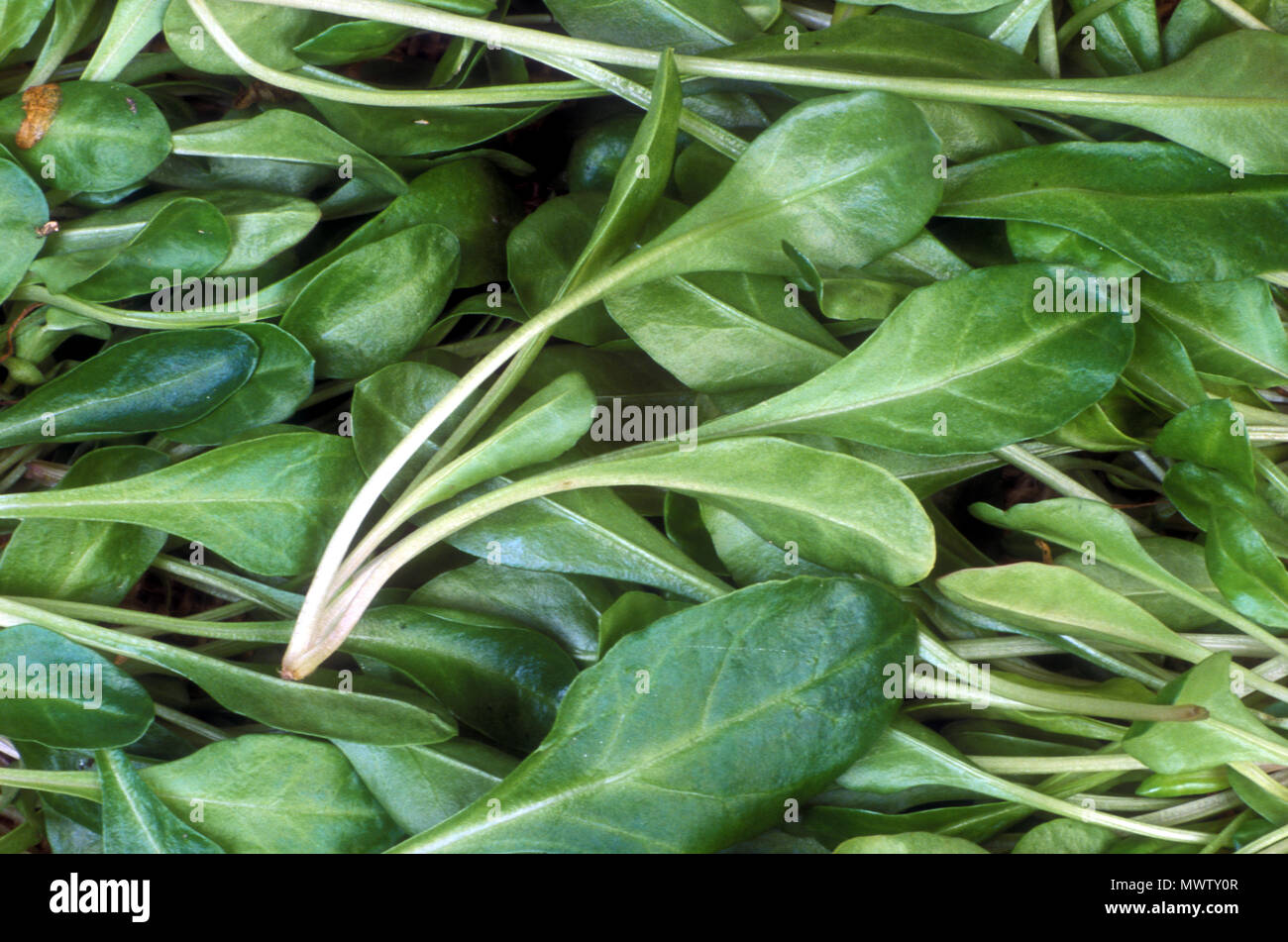 ENGLISH SPINACH (BABY LEAVES) (SPINACIA OLERACEA Stock Photo Alamy