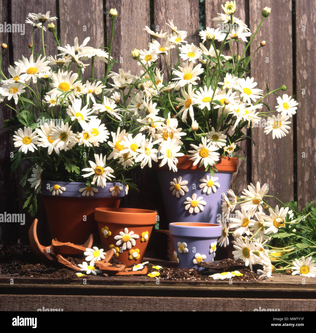 COLOURFUL FLOWER POTS CONTAINING WHITE DAISIES Stock Photo