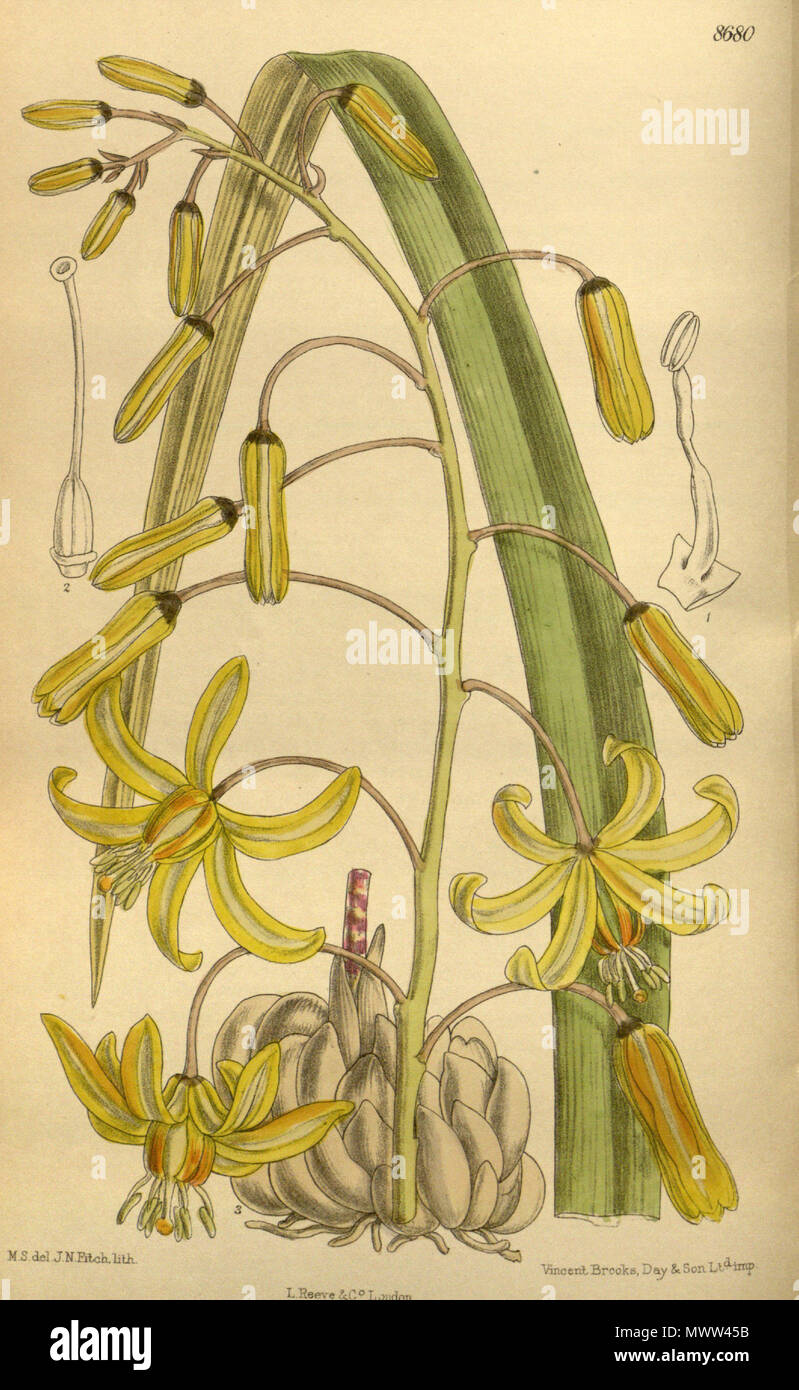 . Thuranthos macranthum (= Drimia macrantha), Asparagaceae . 1916. M.S. del., J.N.Fitch lith. 606 Thuranthos macranthum 142-8680 Stock Photo