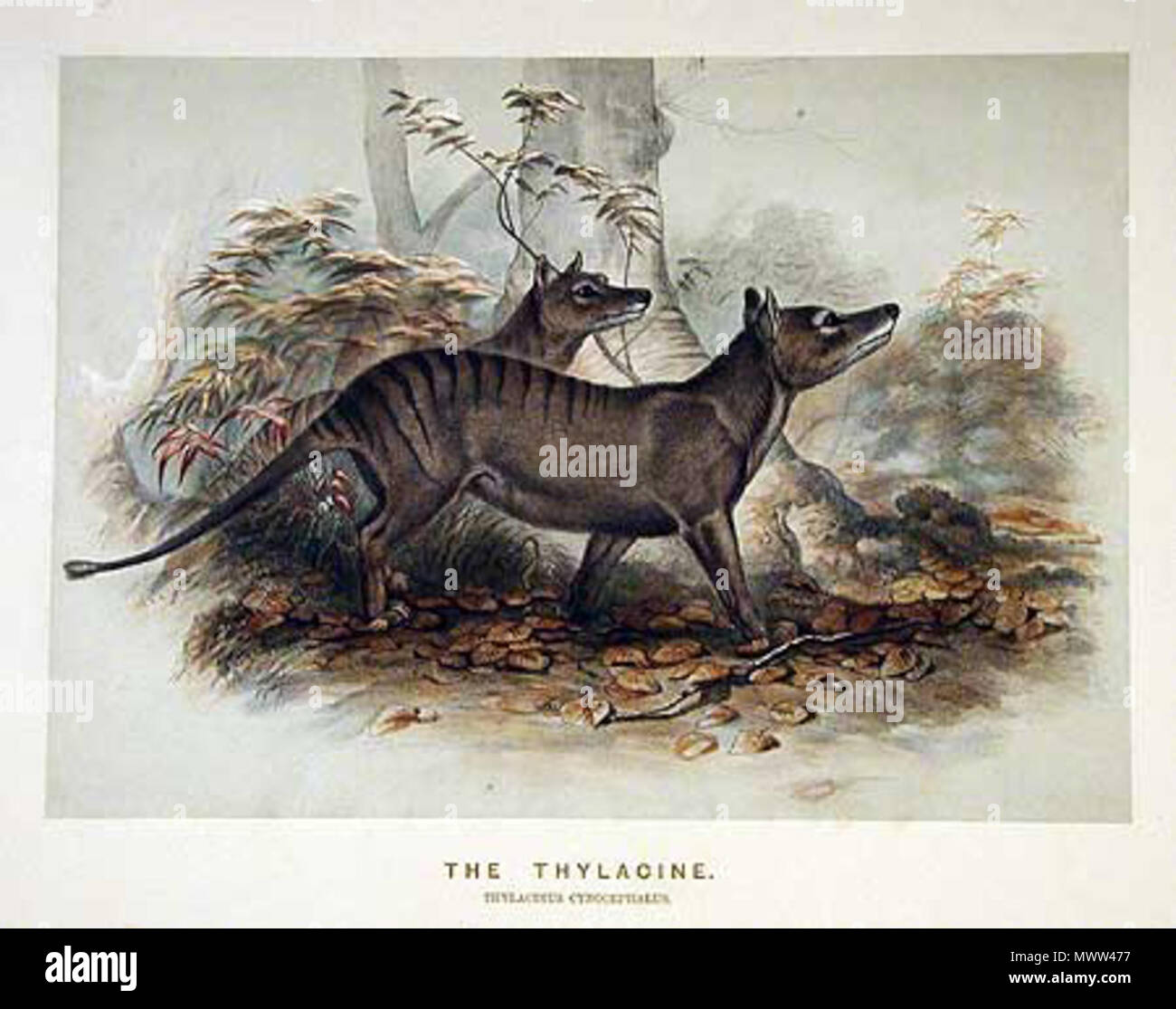 . Illustration of a Thylacine, titled 'The Thylacine', handcolored lithograph on card, 10 x 14 inches. between 1856 and 1867. Josef Wolf 607 Thylacine3 Stock Photo