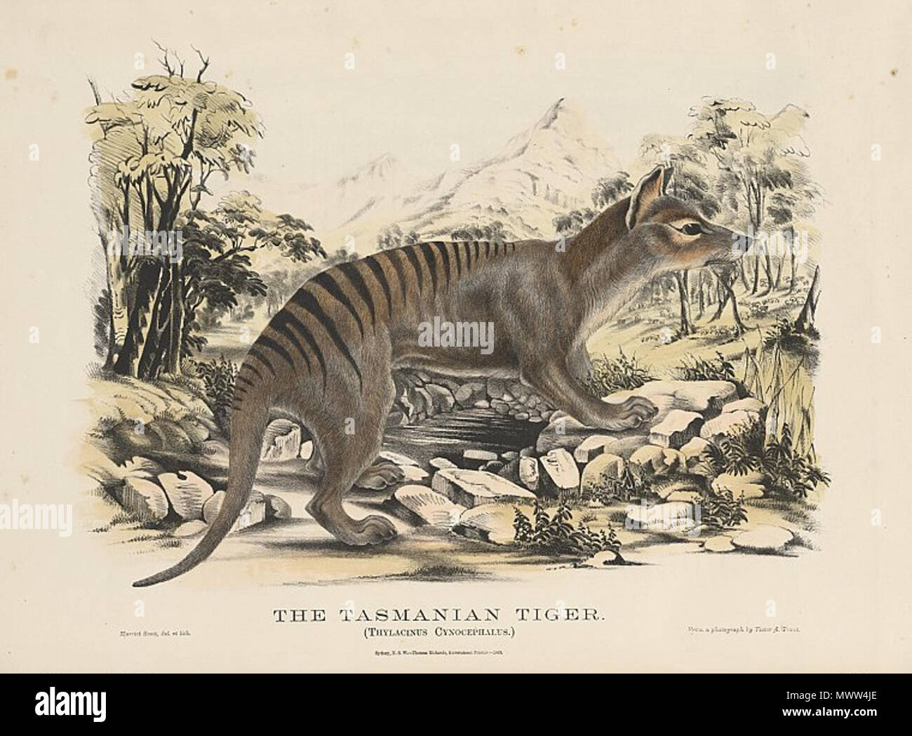 . An illustration of a Thylacine. The title is 'Tasmanian Tiger. (Thylacinus Cynocephalus)' Hand-coloured lithographic plate, 285 x 385 mm, from a photograph by Victor A. Prout. 1869. Harriet Scott (lithographer) 607 Tiger drawing Stock Photo