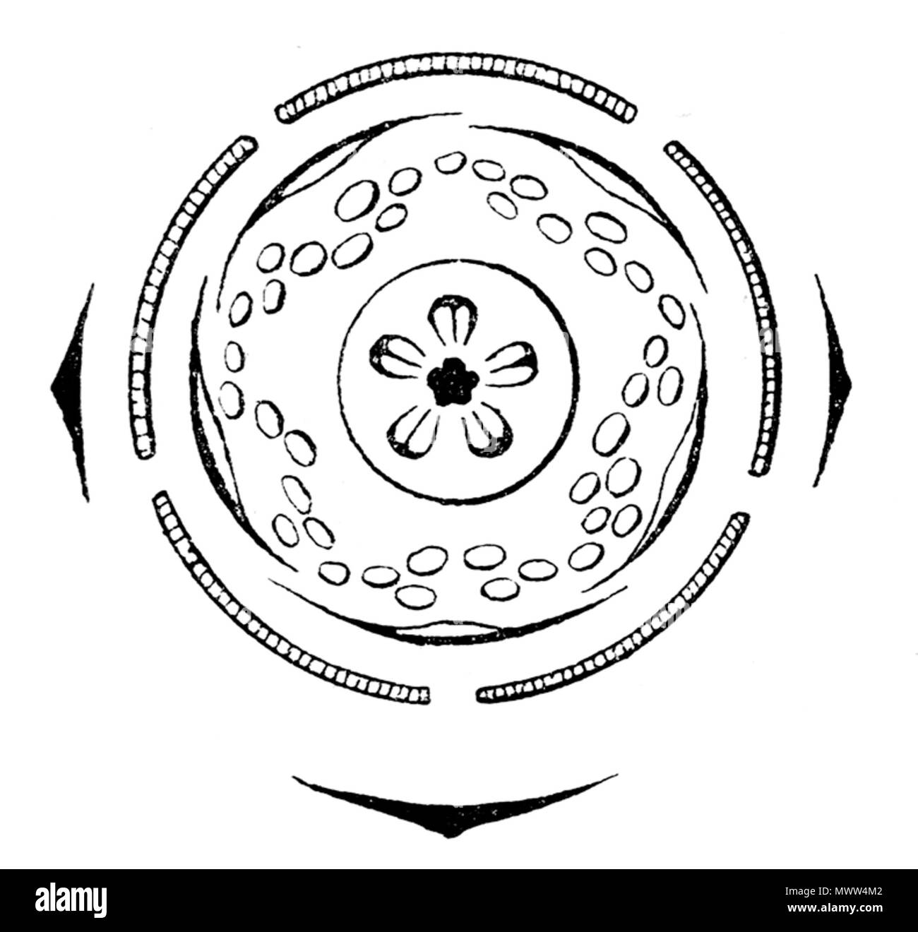 . Diagram of a flower of Tilia . scanned 8 June 2006. de:Benutzer:Griensteidl 608 Tilia flowerdiagram Stock Photo
