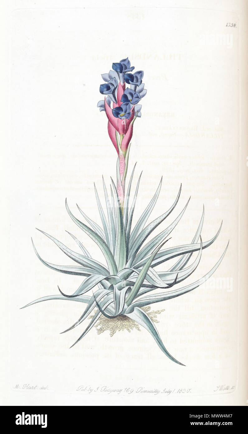 . Tillandsia stricta . 1830. M. Hart (illustrator) and Watts(engraver) 608 Tillandsia stricta - Edwards vol. 16 (1830) pl. 1338 Stock Photo