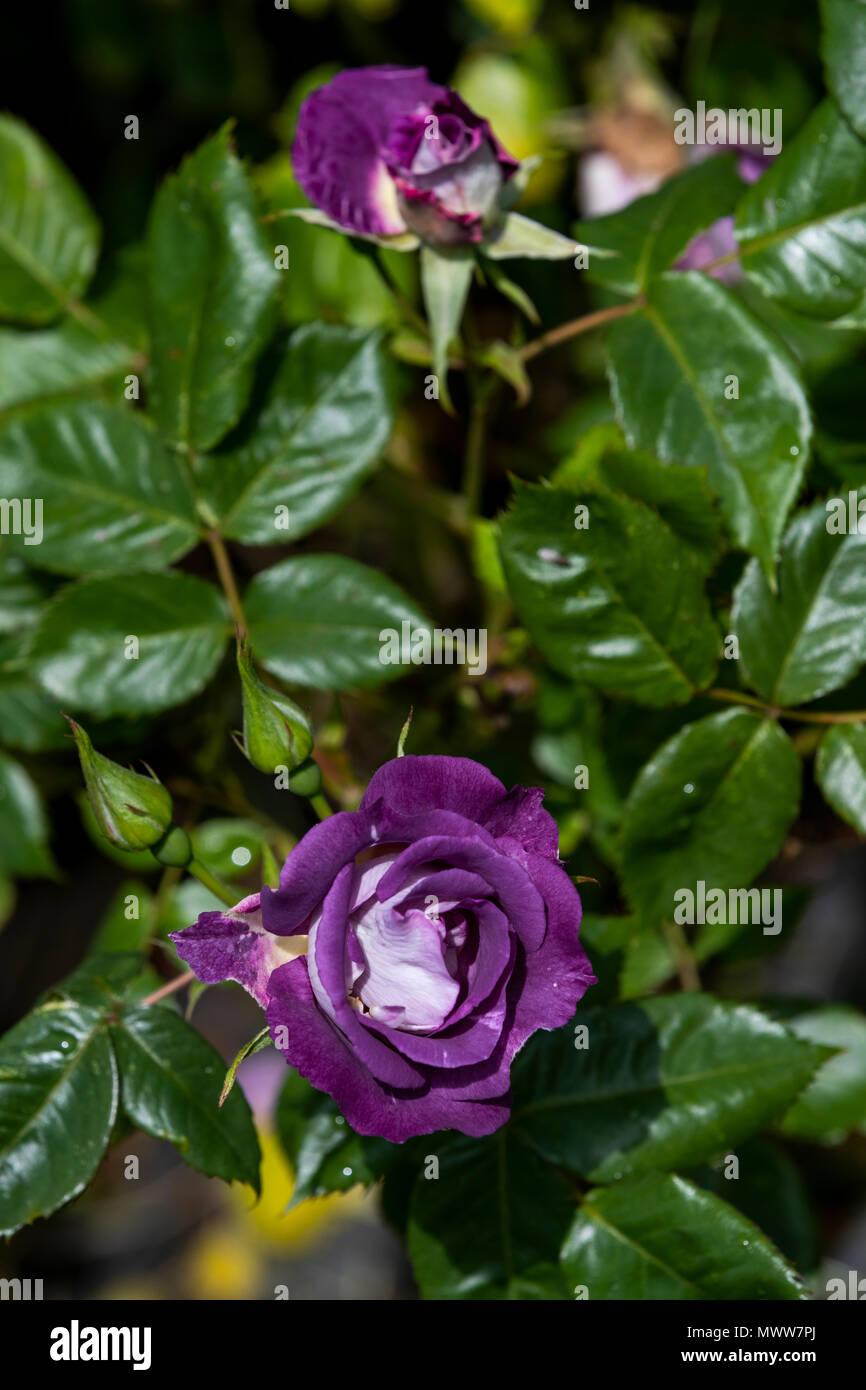 Rose Blue Moon. Rose Cottage Garden Diary Stock Photo