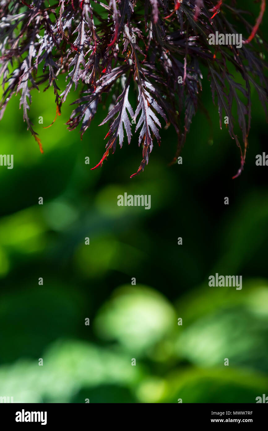 Acer Palmatum atropurpureum. Rose Cottage Garden Diary Stock Photo
