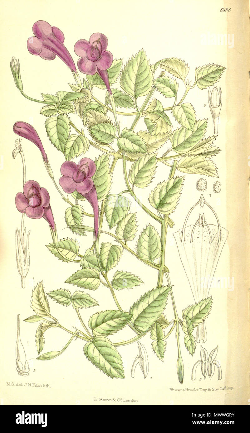 . Torenia atropurpurea (= Schizotorenia atropurpurea), Linderniaceae . 1911. M.S. del., J.N.Fitch lith. 612 Torenia atropurpurea 137-8388 Stock Photo