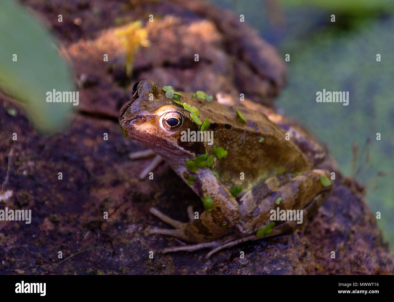Adult amphibia amphibian amphibious animal hi-res stock photography and ...