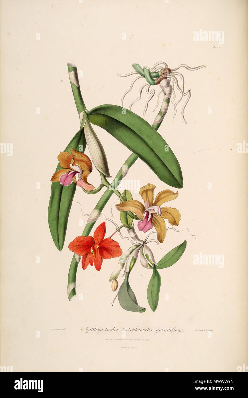 . Illustration of Cattleya bicolor and Sophronitis coccinea (as syn. Sophronitis grandiflora) . 1838. Descourtilz (1775 – 1835) del., M. Gauci lith. 119 Cattleya bicolor - Sophronitis coccinea (as Sophronitis grandiflora) - Sertum - Lindley pl. 5 (1838) Stock Photo