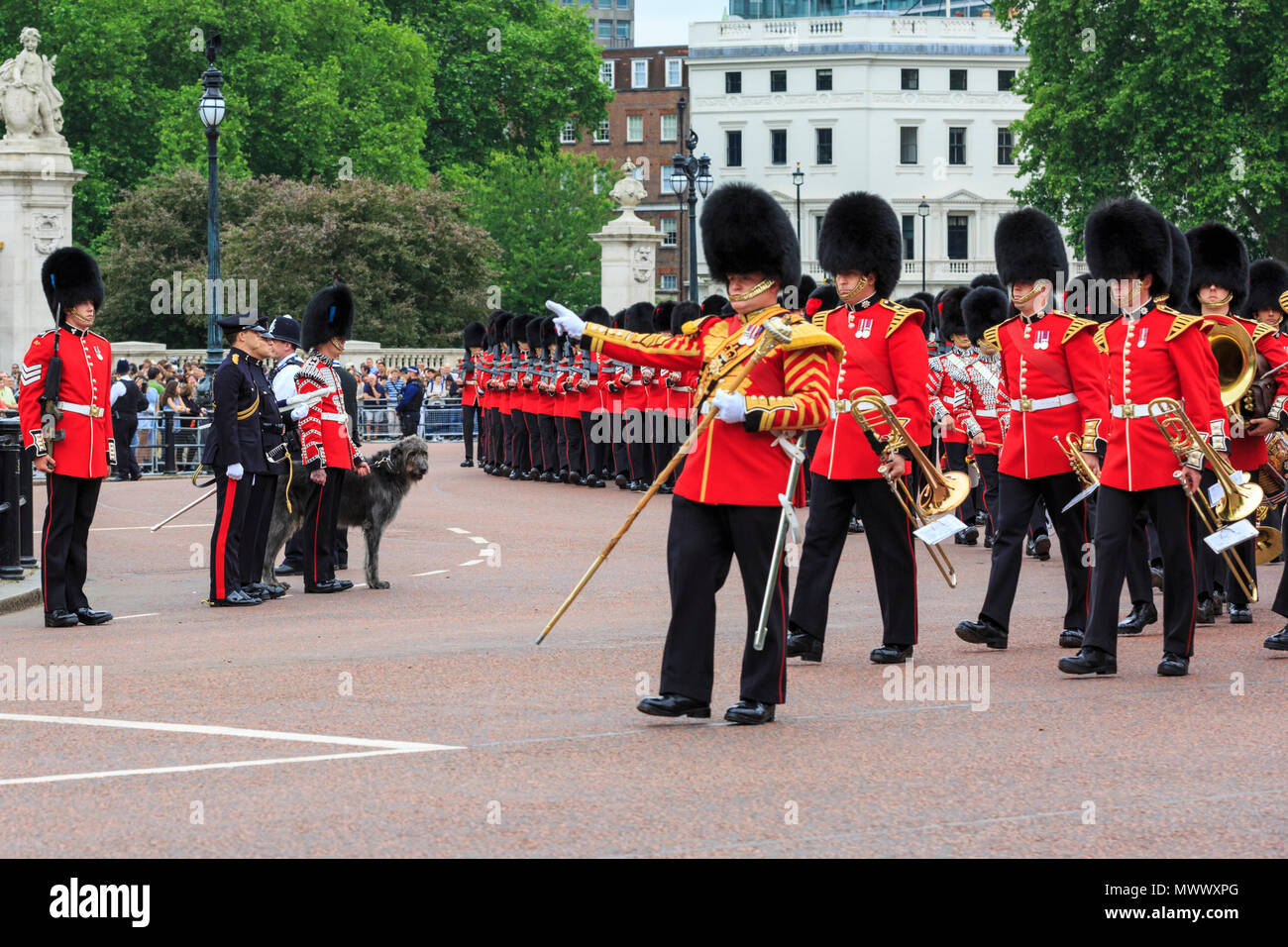 London, UK. 2nd June 2018. Domhnall, a beautiful Irish Wolfhound, is and official mascot and member of the Irish Guards. Londoners and tourists enjoy watching the procession and display of pageantry by troops from the Household Division at The Colonel's Review of Trooping the Colour on the Mall in Westminster. The Colonel's Review is the second and final full public rehearsal of Trooping the Colour, one week before the Queen's Birthday Parade. It takes place along The Mall and at Horse Guards Parade. Credit: Imageplotter News and Sports/Alamy Live News Stock Photo