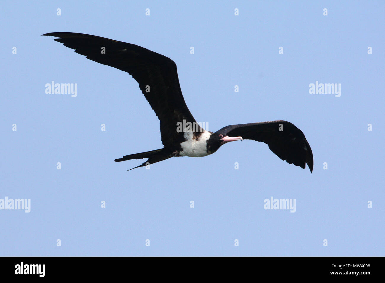 Banten, Indonesia. 2nd June, 2018. A Christmas Island frigatebird (Fregata Andrewsi) flies at Tanjung Pasir beach in Banten, Indonesia, on June 2, 2018. Christmas Island frigatebird is one of the world's most threatened seabirds. Credit: Dedi Istanto/Xinhua/Alamy Live News Stock Photo