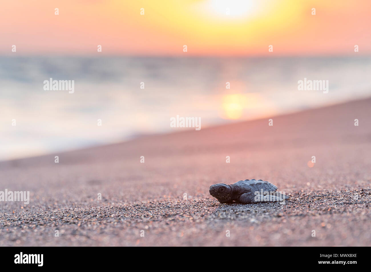 Released baby turtle from the local hatchery on its way to the ocean, Monterrico, Guatemala, Central America Stock Photo