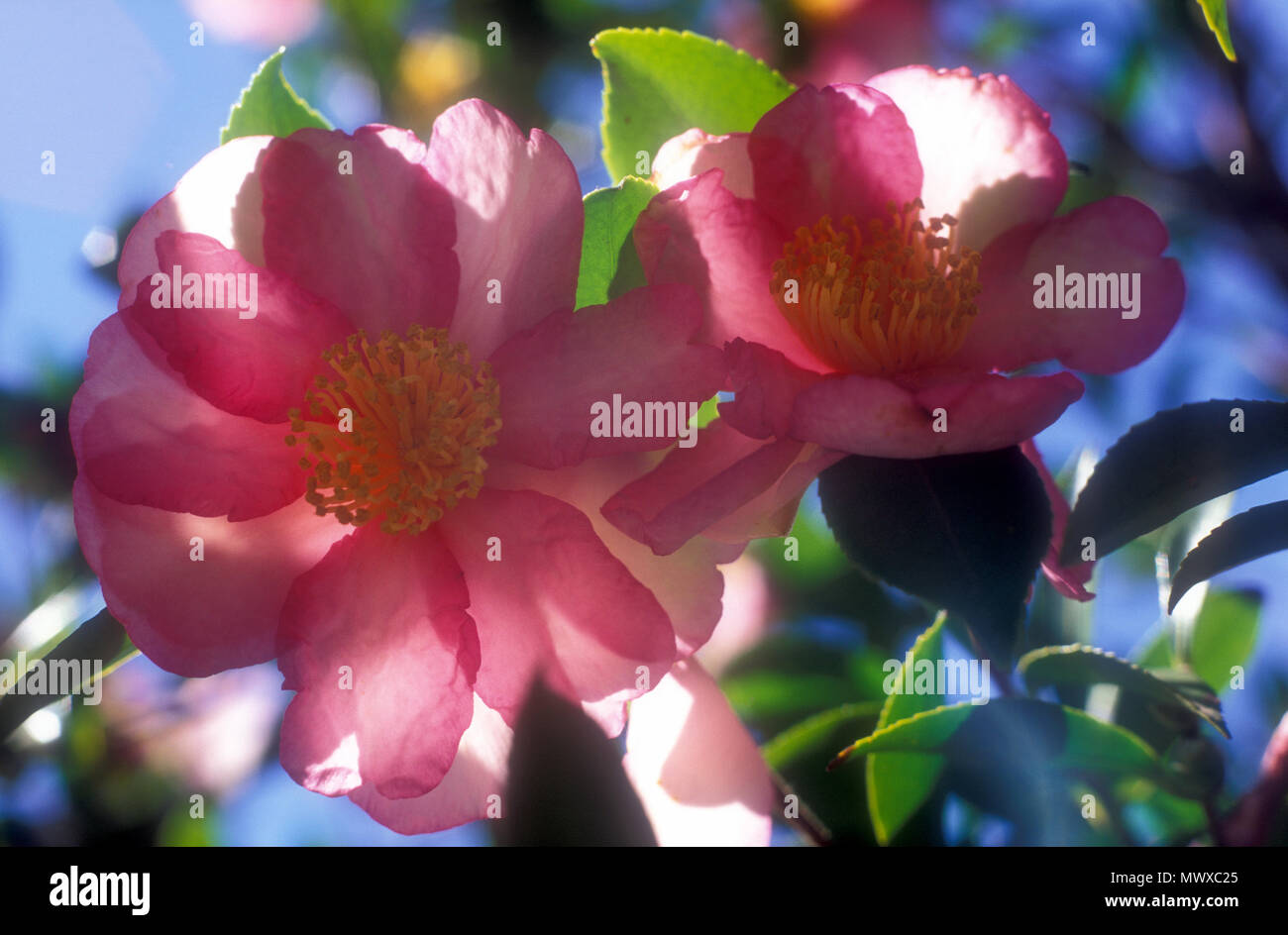 Camellia japonica tree hi-res stock photography and images - Alamy
