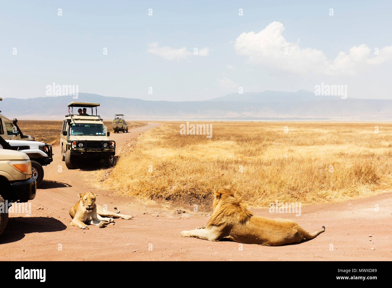 Tourists on a game drive and a lion (Panthera leo), Ngorongoro Crater, UNESCO World Heritage Site, Tanzania, East Africa, Africa Stock Photo