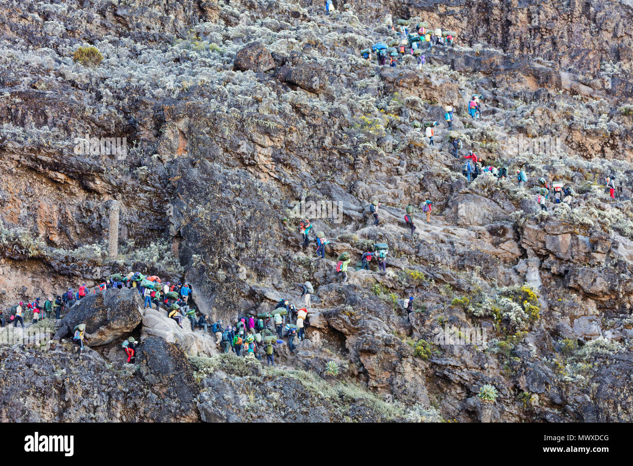 Hikers and porters on Barranco Wall, Kilimanjaro National Park, UNESCO World Heritage Site, Tanzania, East Africa, Africa Stock Photo