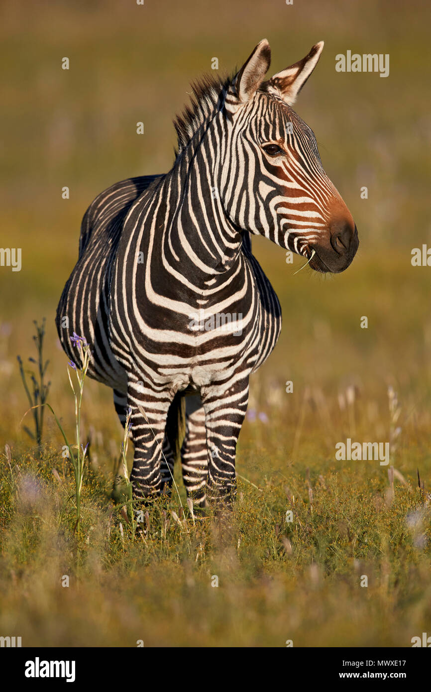 Cape Mountain Zebra (Equus zebra zebra), pregnant female, Mountain Zebra National Park, South Africa, Africa Stock Photo