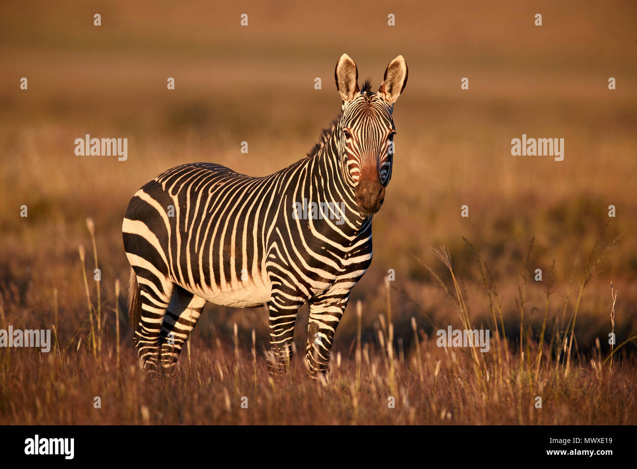 Cape Mountain Zebra (Equus zebra zebra), Mountain Zebra National Park, South Africa, Africa Stock Photo