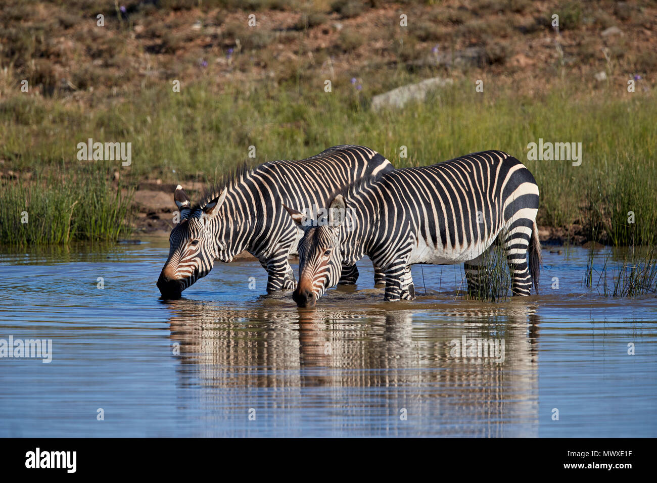 Two Cape Mountain Zebra (Equus zebra zebra) drinking with reflection, Mountain Zebra National Park, South Africa, Africa Stock Photo