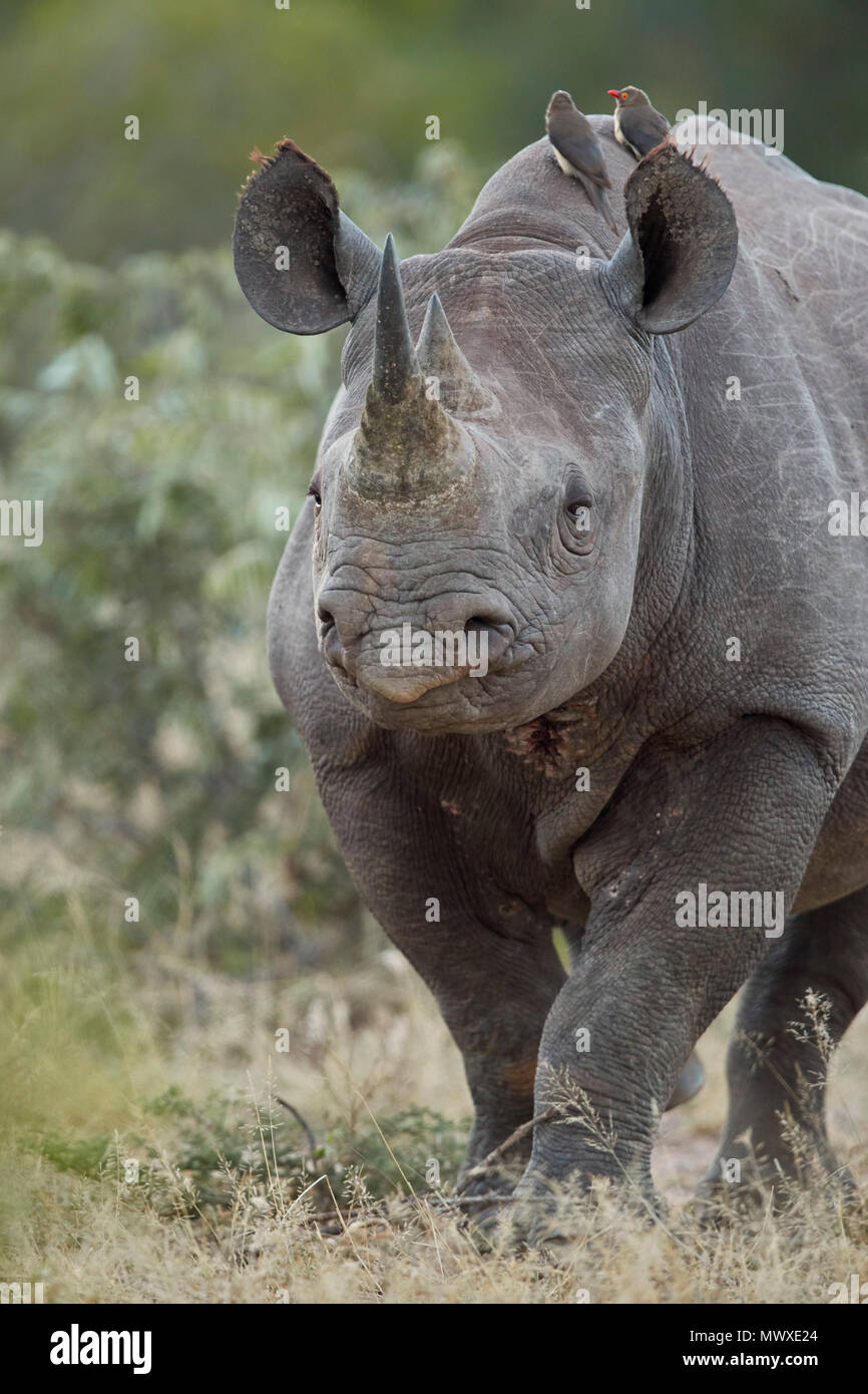 Black Rhinoceros Hook lipped Rhinoceros Diceros Bicornis Kruger black-rhinoceros-hook-lipped-rhinoceros-diceros-bicornis-kruger