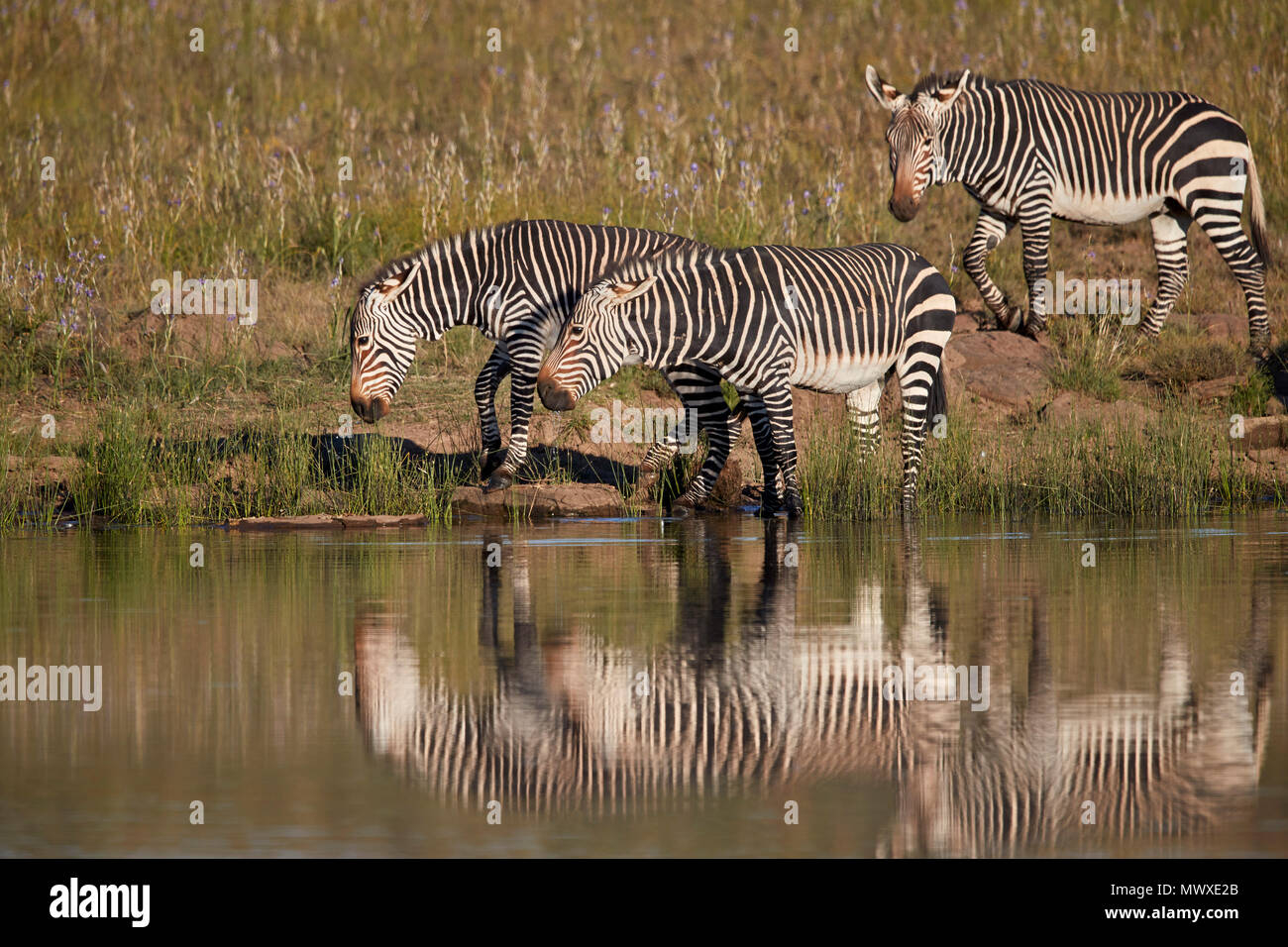 Three Cape Mountain Zebra (Equus zebra zebra) drinking with reflection, Mountain Zebra National Park, South Africa, Africa Stock Photo