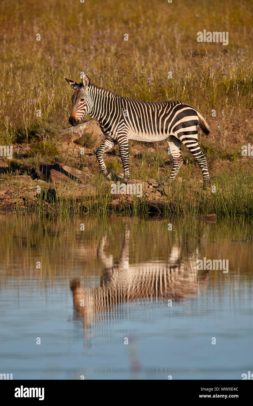 Cape Mountain Zebra (Equus zebra zebra) with reflection, Mountain Zebra National Park, South Africa, Africa Stock Photo
