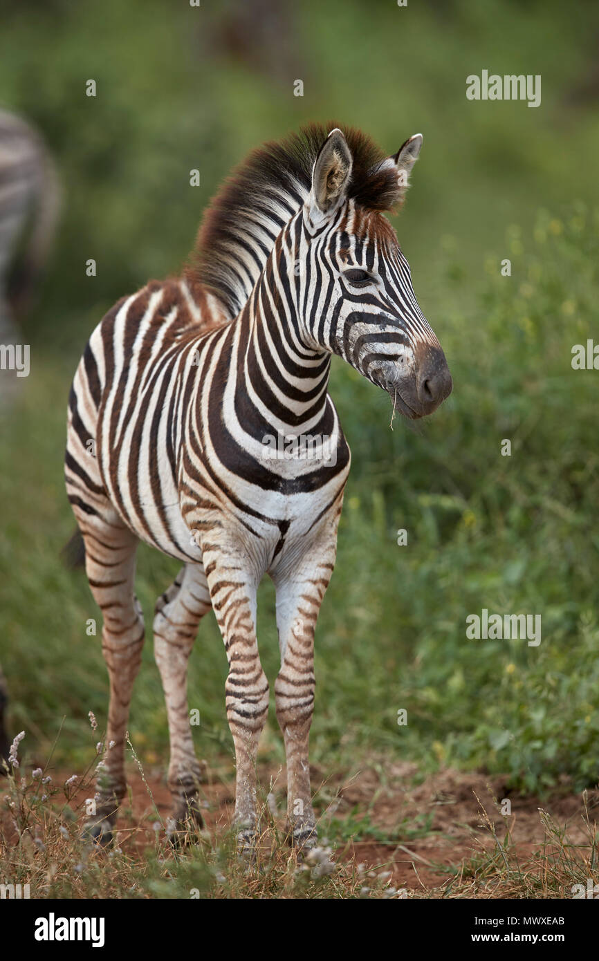 Chapman's Zebra (Plains Zebra) (Equus quagga chapmani) foal, Kruger National Park, South Africa, Africa Stock Photo