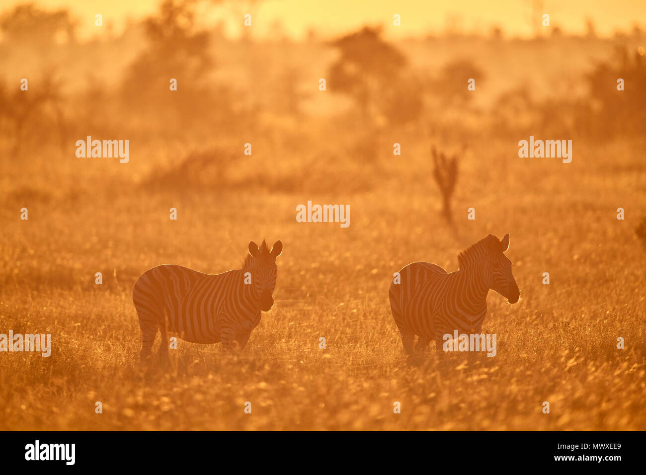 Chapman's Zebra (Plains Zebra) (Equus quagga chapmani) in golden backlight, Kruger National Park, South Africa, Africa Stock Photo