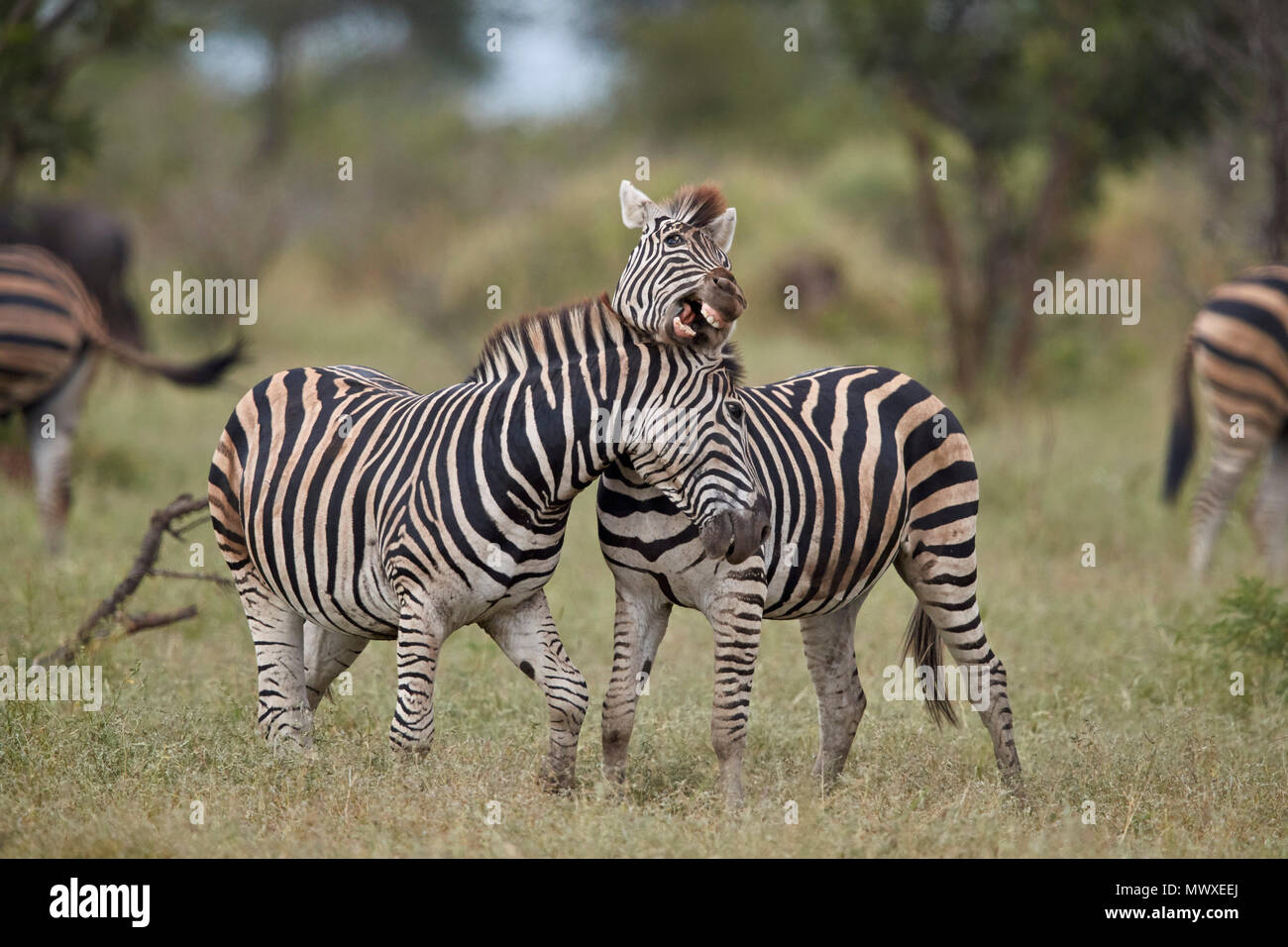 Chapman's Zebra (Plains Zebra) (Equus quagga chapmani) sparring, Kruger National Park, South Africa, Africa Stock Photo