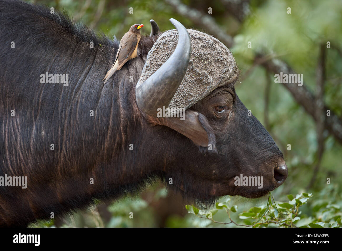 Cape Buffalo (Syncerus caffer) with a Yellow-billed Oxpecker (Buphagus africanus), Kruger National Park, South Africa, Africa Stock Photo