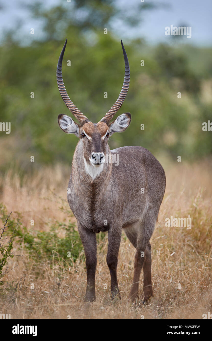 Common Waterbuck (Ellipsen Waterbuck) (Kobus ellipsiprymnus