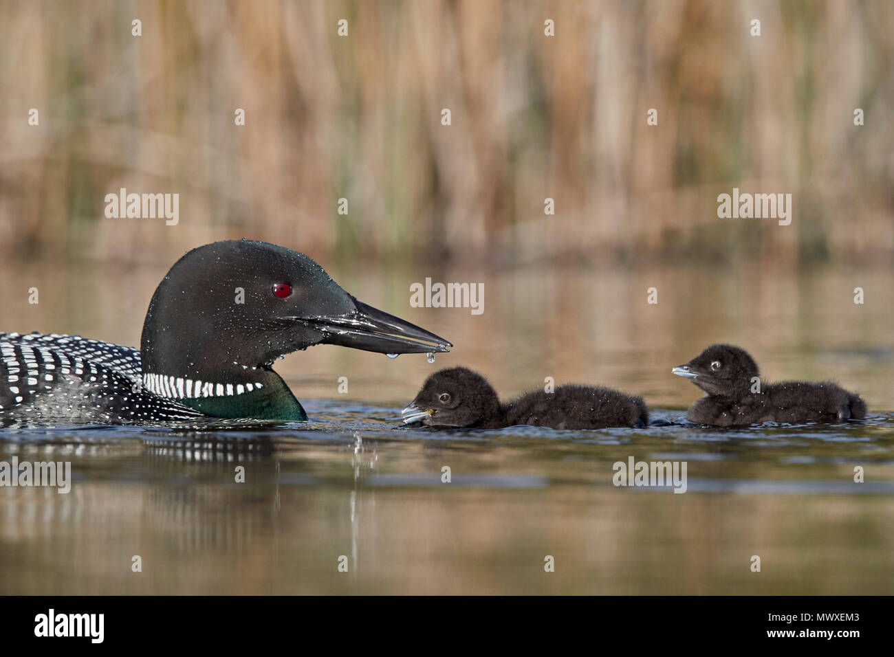 Common Loon (Gavia immer) adult and two chicks, Lac Le Jeune Provincial Park, British Columbia, Canada, North America Stock Photo