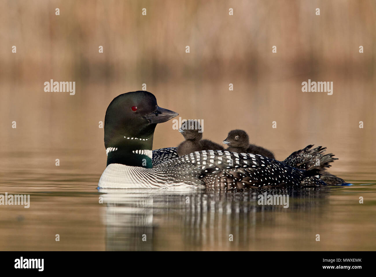 Common Loon (Gavia immer) adult and two chicks on its back, Lac Le Jeune Provincial Park, British Columbia, Canada, North America Stock Photo