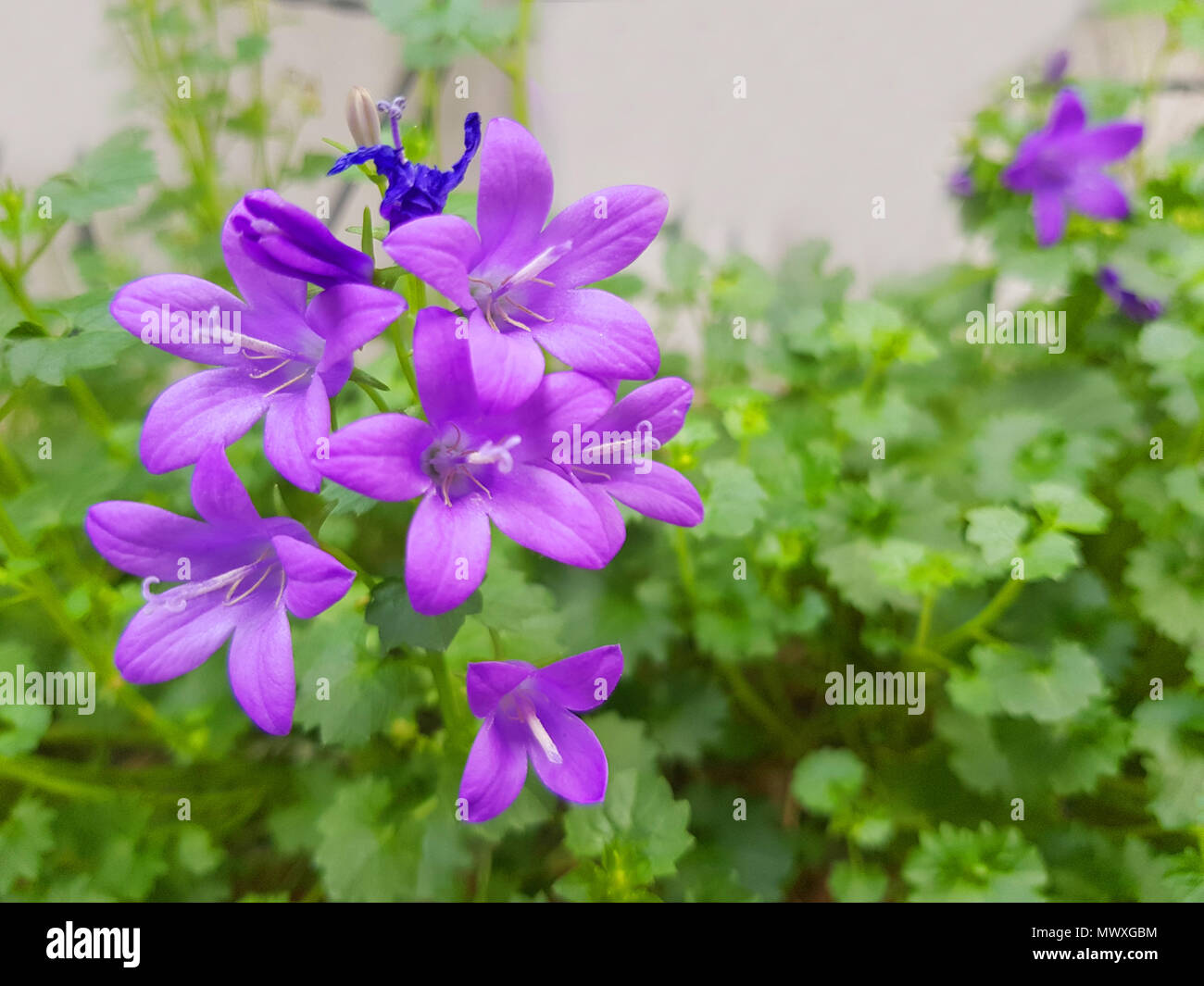 Beautiful spring with campanula bouquet background, purple flowers in
