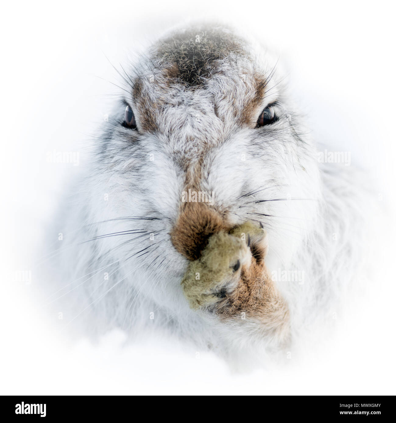 Mountain hare portrait (Lepus timidus) in winter snow, Scottish Highlands, Scotland, United Kingdom, Europe Stock Photo