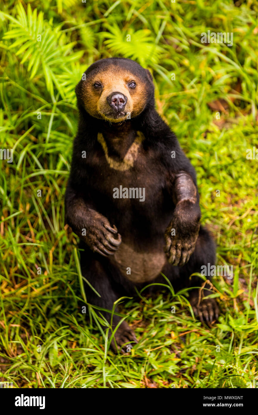 Native Sun Bear in Bako National Park, Kuching, Sarawak, Borneo, Malaysia, Southeast Asia, Asia Stock Photo