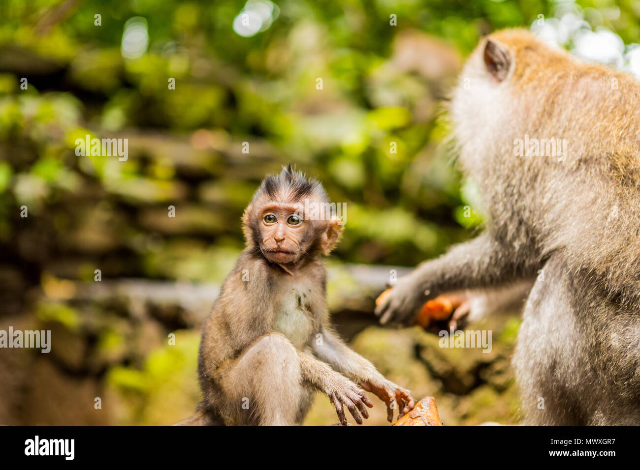 Sacred Monkey Forest in Ubud, Bali, Indonesia, Southeast Asia, Asia Stock Photo